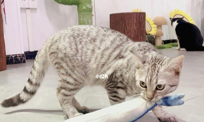 猫咪吃鱼的益处(探究猫咪鱼肉饮食的好处和影响)