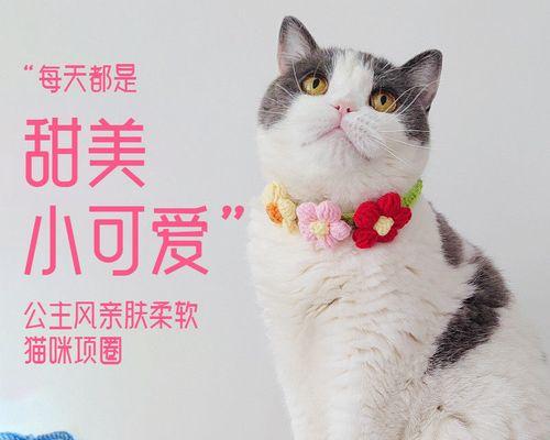 猫咪的喂养全攻略（从出生到成猫）