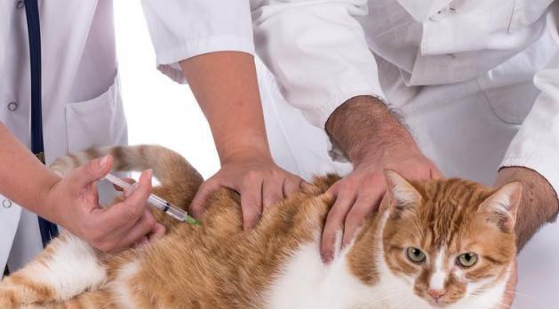 猫咪打疫苗后会死吗（了解疫苗风险）
