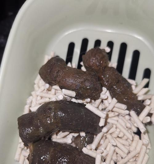 猫咪大便干燥的原因及解决方法(宠物猫咪如何保持健康)