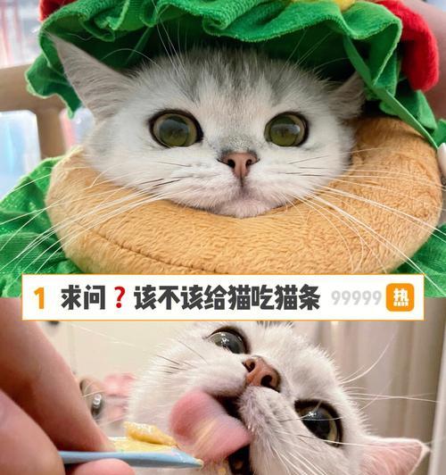 如何帮助胆小的猫咪改善食欲（以宠物为主）