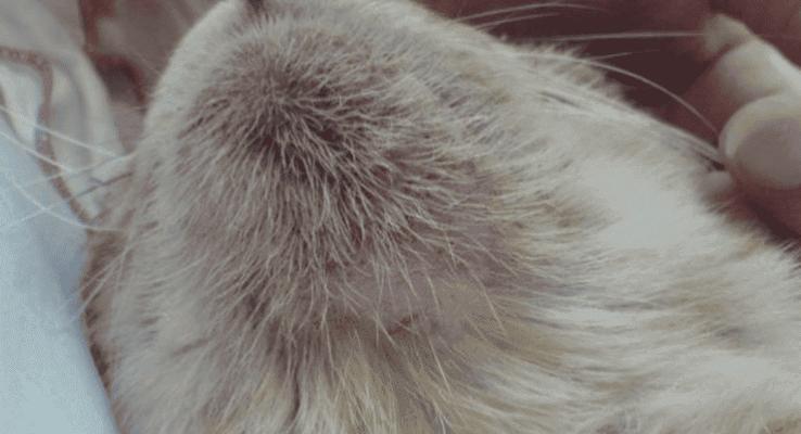 如何有效治疗宠物猫咪的毛囊炎（掌握这些方法）