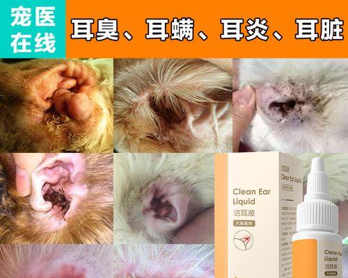 如何清理宠物猫咪的耳炎(有效、安全的清理方法)
