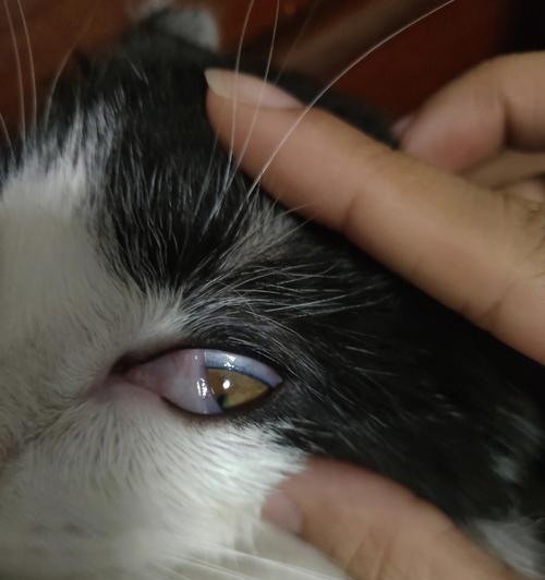 猫咪眼白多正常吗（猫咪眼白多的原因）