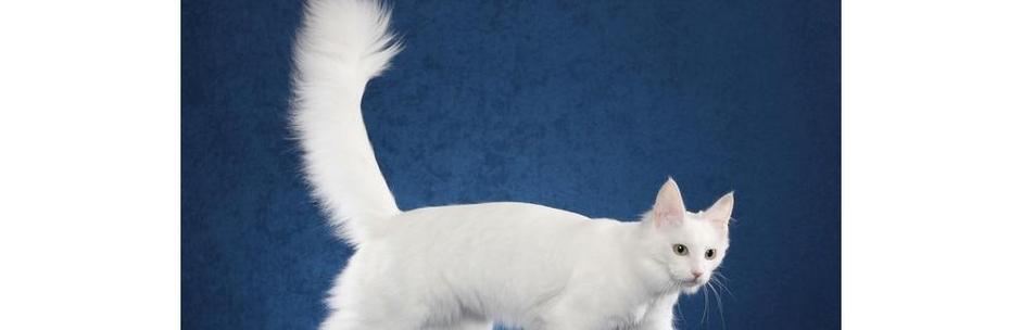 探究猫咪掉毛的原因和解决方法（从宠物保健、饮食、环境等多个方面）