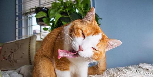 猫咪不吃饭怎么办(一份完整的解决方案)