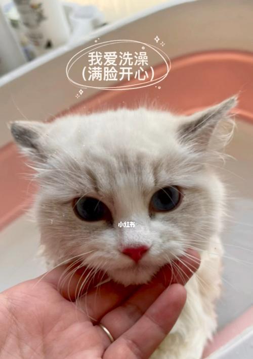 猫咪的颜色感知能力（揭开猫咪对不同颜色的敏感程度和反应）