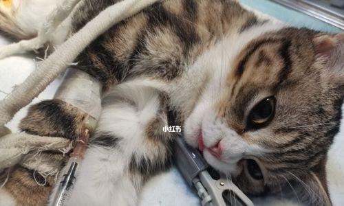 宠物猫什么时候做绝育(了解绝育的重要性)