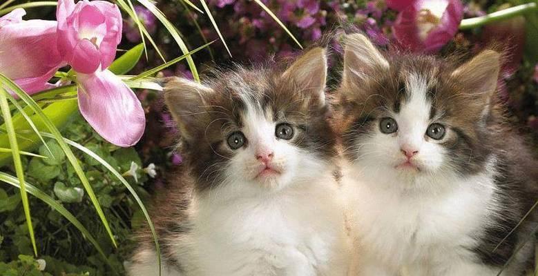猫咪叫春的时间和特点(以宠物为主)