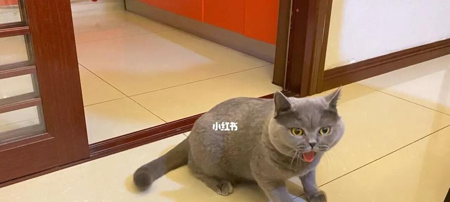 猫咪为什么会恶心（探讨猫咪恶心的原因及处理方法）