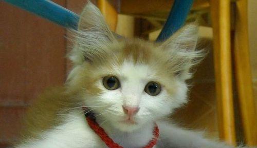 猫咪的长耳毛之谜（探秘为何猫咪的耳朵边毛发如此特别）