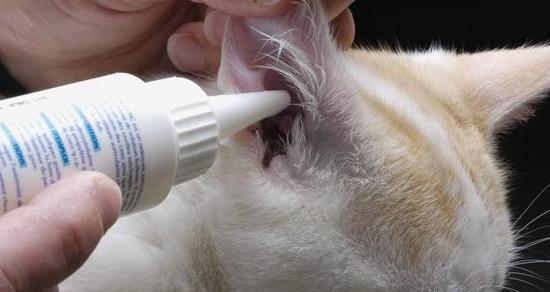 如何有效预防和治疗猫咪耳朵炎症（掌握这些方法让你的宠物远离疾病）