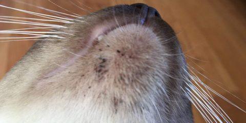 猫咪耳疥虫的治疗方法剖析（以宠物为主）