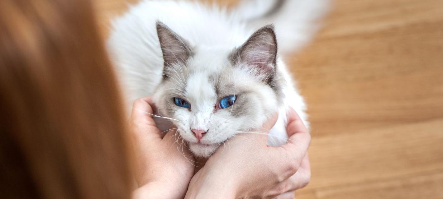 猫咪肺炎导致四肢痉挛，如何预防和治疗（宠物猫患上肺炎后的症状和预防方法）