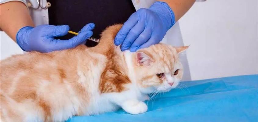 猫咪腹膜炎，小心宠物健康（如何预防猫咪腹膜炎）