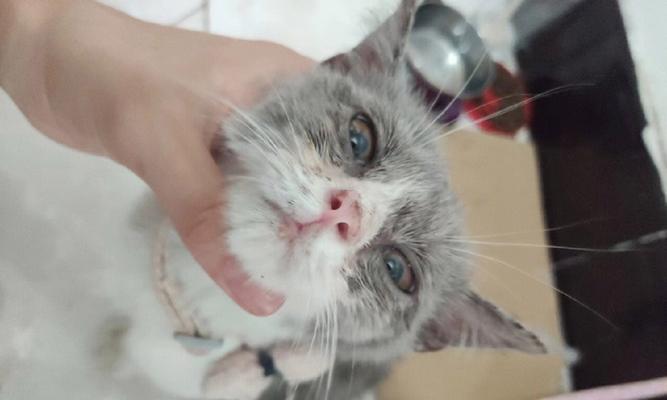 猫咪感染猫瘟的几率有多大(探究宠物猫感染猫瘟的原因和预防方法)