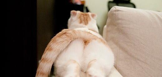 猫咪肛门烂了该怎么办(宠物肛门问题的治疗方法)