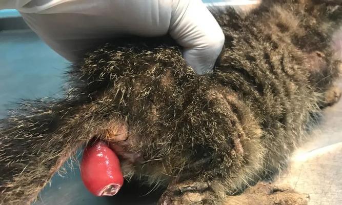 如何治疗宠物猫咪肛门腺问题(肛门腺问题的原因)