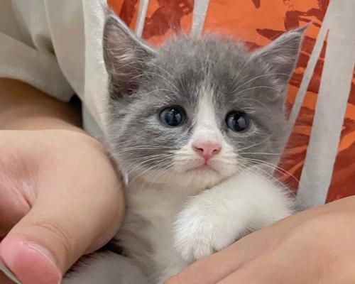为什么不要剪猫咪的指甲(探究猫咪剪指甲的坏处及如何保护猫咪的脚掌)