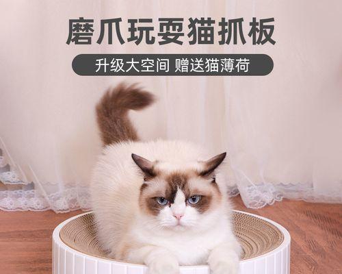 猫咪见主人就抓猫抓板，究竟为什么（探究猫咪抓猫抓板的原因和解决方法）