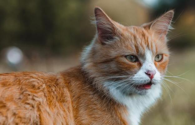 猫咪叫声揭示的秘密(探究猫咪叫声的含义及其在宠物生活中的重要性)