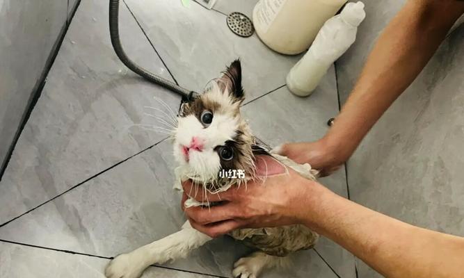 解决宠物猫咪拒绝洗澡的问题（让你和猫咪都满意的洗澡方法）