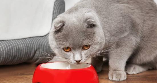 猫咪饮食（探索猫咪饮食的迷思与真相）