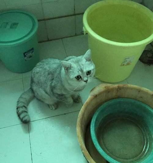 猫咪的卫生间，如何让它成为家中清洁卫士（利用科技手段和宠物心理学）