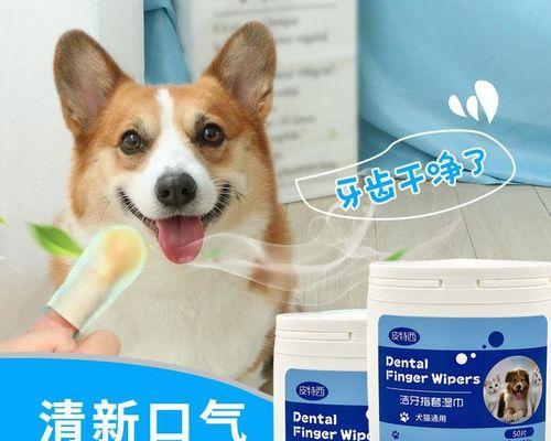 猫咪口臭治疗费用大揭秘(宠物爱好者必看)