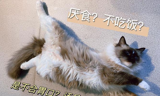 如何帮助猫咪克服老吐不吃饭的问题(宠物养护)