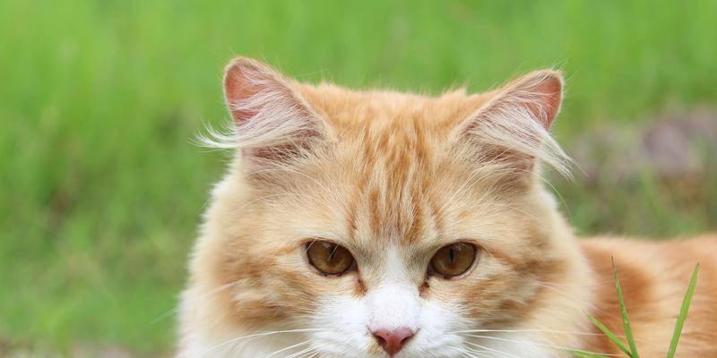 猫咪流鼻血的原因和应对方法