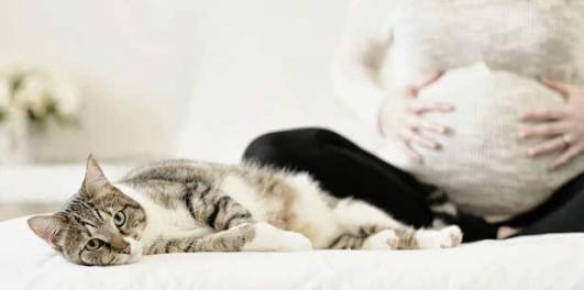 宠物猫咪流产后的护理与注意事项(如何给宠物猫咪的护理)