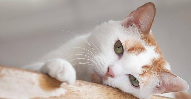 猫咪马尾病的症状、治疗和预防（探究猫咪马尾病的成因和对猫咪的危害）
