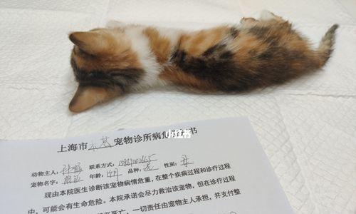 猫咪猫瘟治疗费用详解（宠物治疗的花费与注意事项）