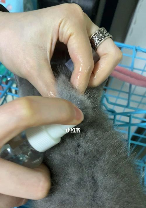 猫咪没打疫苗，能不能洗澡（以宠物为主）