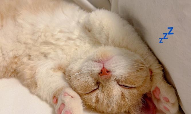 猫咪为什么总是爱睡觉（探究猫咪睡觉习性的原因及如何帮助猫咪睡眠质量）