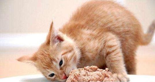 猫咪能一直吃幼猫粮吗（宠物主人必看的喂养知识）