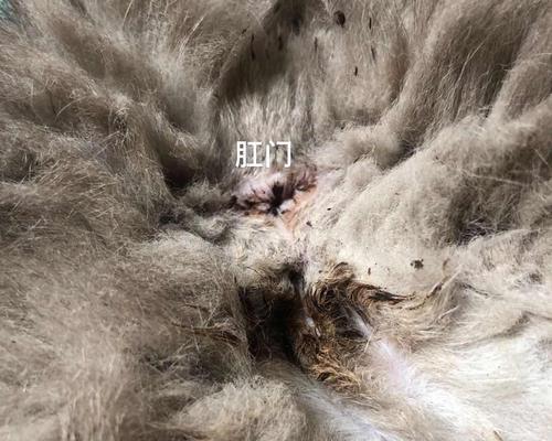 治疗猫咪尿道阻塞的方法（以宠物为主）