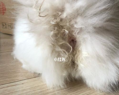 解决宠物猫咪屁屁发红问题的方法(解决宠物猫咪屁屁发红问题的方法)