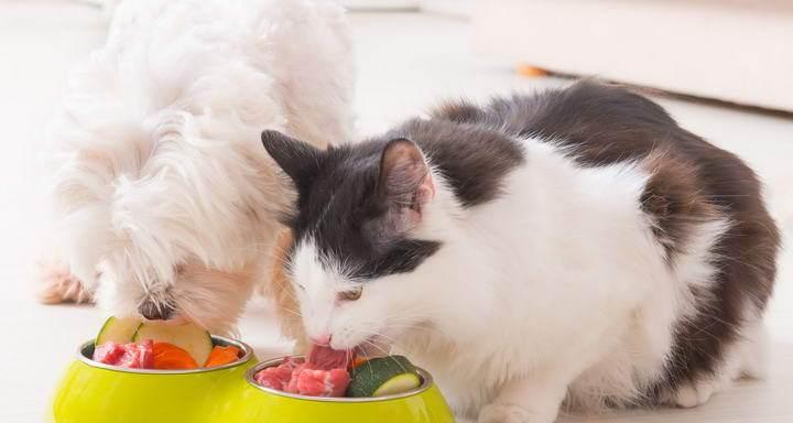 猫咪呛水引发疾病的原因和预防方法(宠物猫咪饮水知识全解析)