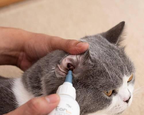 猫咪清洗耳朵后有水（探讨猫咪耳朵清洗后有水的原因和应对方法）