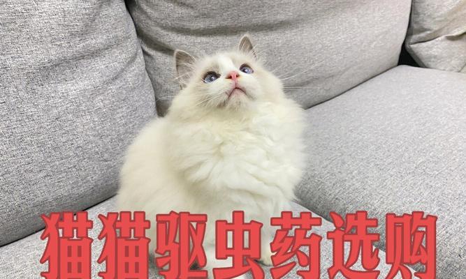 猫咪驱虫药空腹吃，该不该做（关于猫咪驱虫药的用药常识和注意事项）