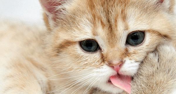 猫咪取名攻略(如何给宠物猫咪取个好听的名字)