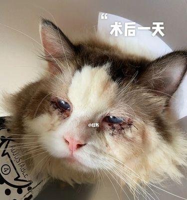 猫咪上火了，喝什么好（猫咪上火症状和饮品推荐）