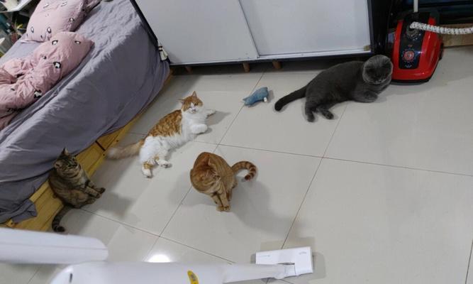 宠物猫咪上完厕所用不用擦(擦与不擦的区别和影响分析)