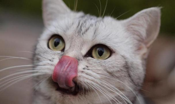 猫咪伸舌头的危害及如何避免（猫咪伸舌头的危害及如何避免）