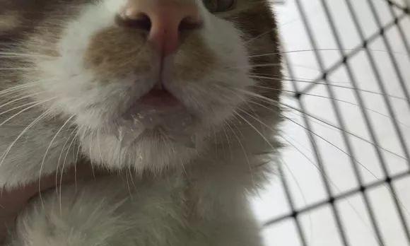 揭秘猫咪神经性炎症流口水（从病因到治疗）