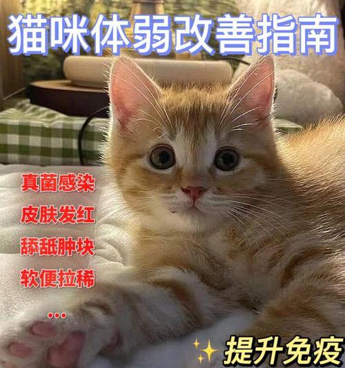 猫咪生病的症状详解(宠物猫出现异常行为或身体不适)