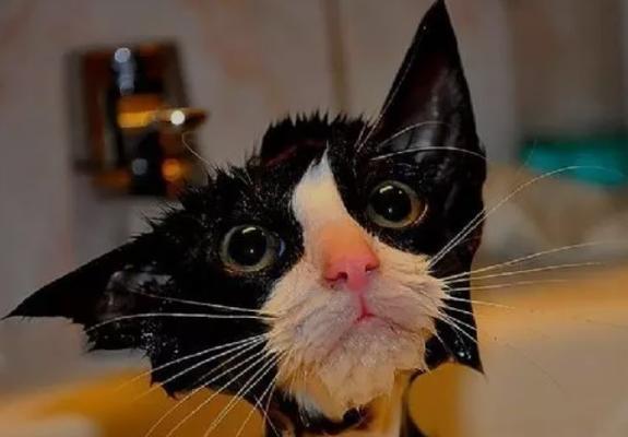 猫咪生吃牛肉的益处(为宠物带来更健康的生活)