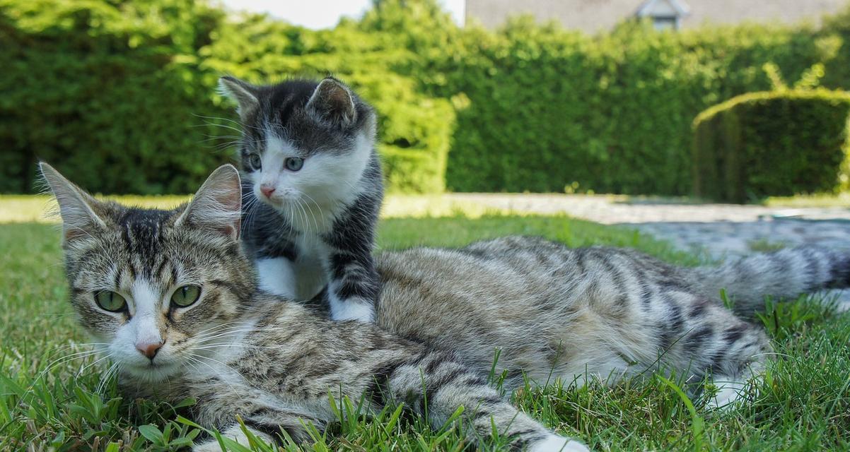 了解猫咪繁殖的全过程，从配种到分娩，轻松掌握生殖知识（了解猫咪繁殖的全过程）